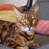 Picture of cat lost at Margencel