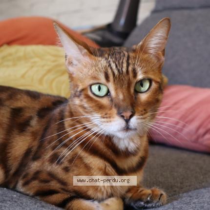 Photo 1/1 Kenya Chat lost in Margencel