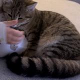 Picture of cat lost at Brains