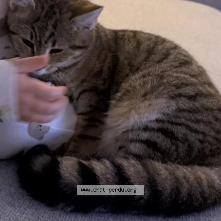 Photo 1/1 Nana Chat lost in Brains