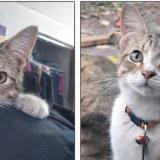 Picture of cat lost at Bradenton