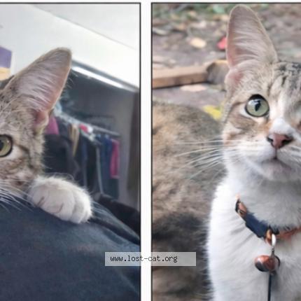 Photo 1/1 Chiquilín Chat lost in Bradenton