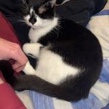 Picture of cat lost at La Ferriere Aux Etangs