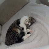 Picture of cat lost at Meyrin