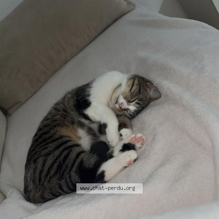 Photo 1/1 Ninoucha Chat lost in Meyrin