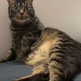 Picture of cat lost at Mulhouse