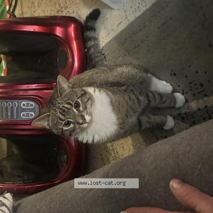 Picture of cat lost at Brighton