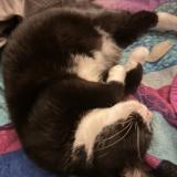 Picture of cat lost at Jaxsonvill