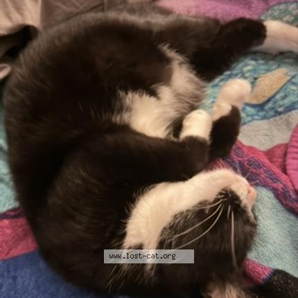 Photo 1/1 Blizzard Chat lost in Jaxsonvill