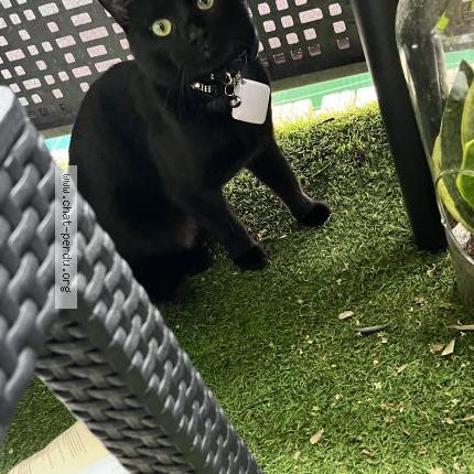 Photo 1/1 Venom Chat lost in Limeil brevannes