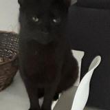 Picture of cat lost at St Brice Sous Foret