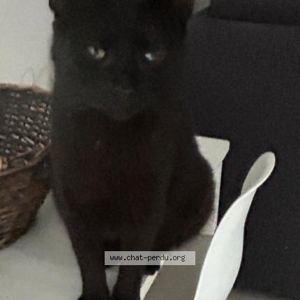 Photo 1/1 Kiko Chat lost in St brice sous foret