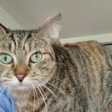 Picture of cat lost at Conflans