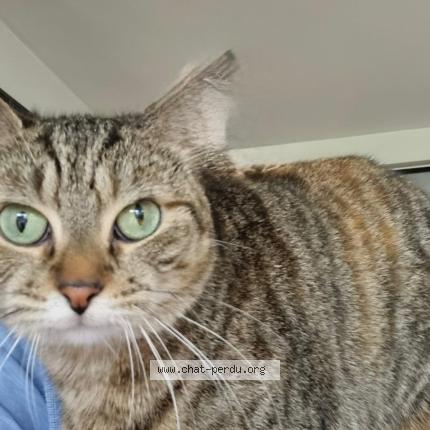 Photo 1/1 Minette Chat lost in Conflans