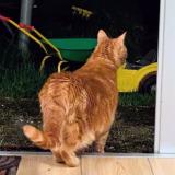 Picture of cat lost at Saint Nazaire