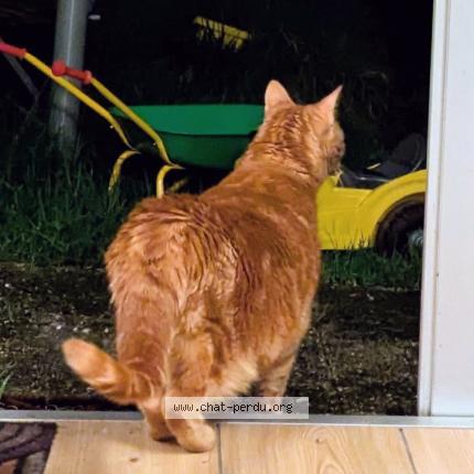 Photo 1/1 obama Chat lost in Saint nazaire