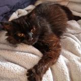 Picture of cat lost at Maillezais