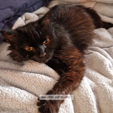 Photo 1/1 Le Chat Chat lost in Maillezais