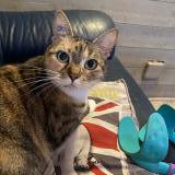 Picture of cat lost at Virsac