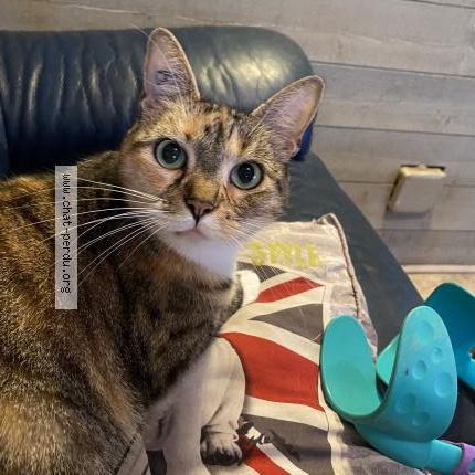 Photo 1/1 Chipie Chat lost in Virsac