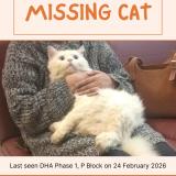 Picture of cat lost at Lahore