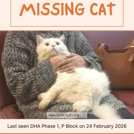 Photo 1/1 Gabbu Chat lost in Lahore