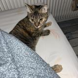 Picture of cat lost at Pessac