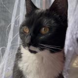 Picture of cat lost at Bruxelles