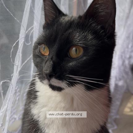 Photo 1/1 Mimi Chat lost in Bruxelles