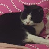 Picture of cat lost at Auzeville Tolosane