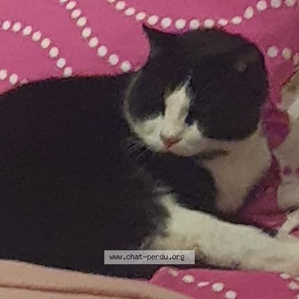 Photo 1/1 Cat reunited Lost in Auzeville tolosane