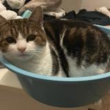 Picture of cat lost at Sainte Eanne