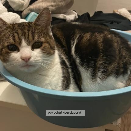 Photo 1/1 Destinez Chat lost in Sainte eanne