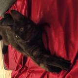 Picture of cat lost at Nantes