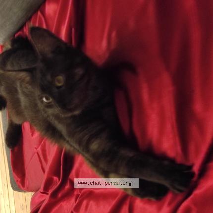 Photo 1/1 Léa van dyck Chat lost in Nantes