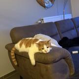 Picture of cat lost at Limont