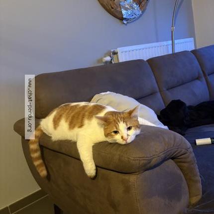 Photo 1/1 Jack Chat lost in Limont