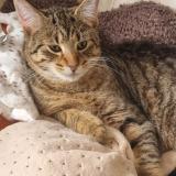 Picture of cat lost at Chatillon Saint Jean