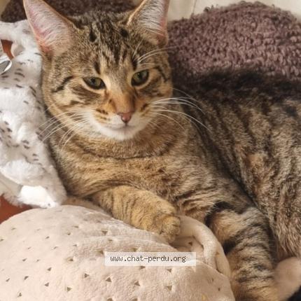 Photo 1/1 API Chat lost in Chatillon saint jean