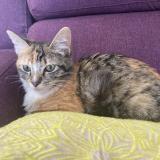 Picture of cat found at Bouloc