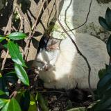 Picture of cat found at 37000 Tours