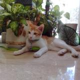 Photo of a cat found in Allapuzzha