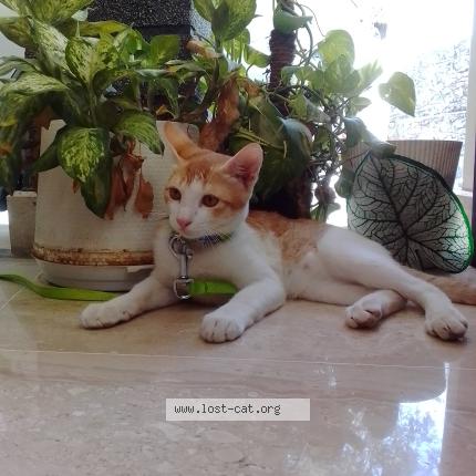 Photo 1/1 Reunited cat Lost in Allapuzzha