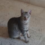 Picture of cat lost at Virar