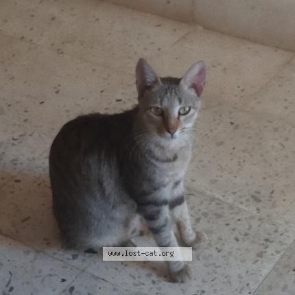 Photo 1/1 Chinu Chat lost in Virar