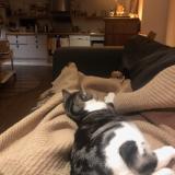 Picture of cat lost at Paris