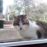 Picture of cat found at Lyon