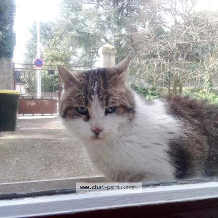 Photo 1/1 Cat reunited Found in Lyon