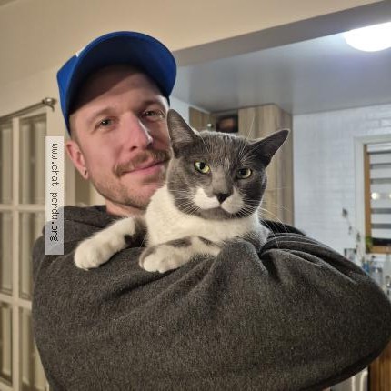Photo 1/1 SKY Cat lost in Terrebonne