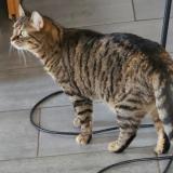 Picture of cat lost at Anqueterville